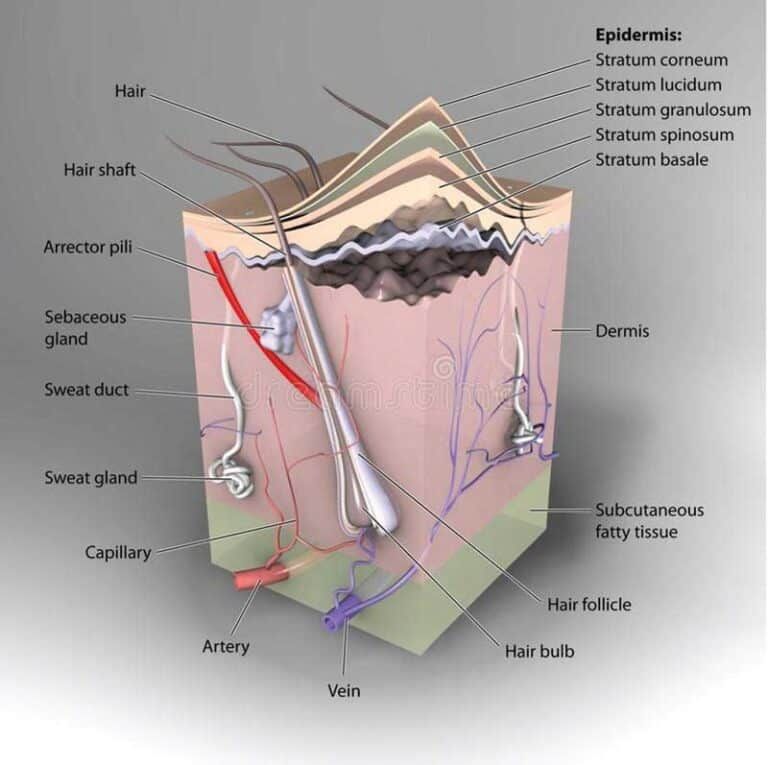 Human skin structure with labeled components.